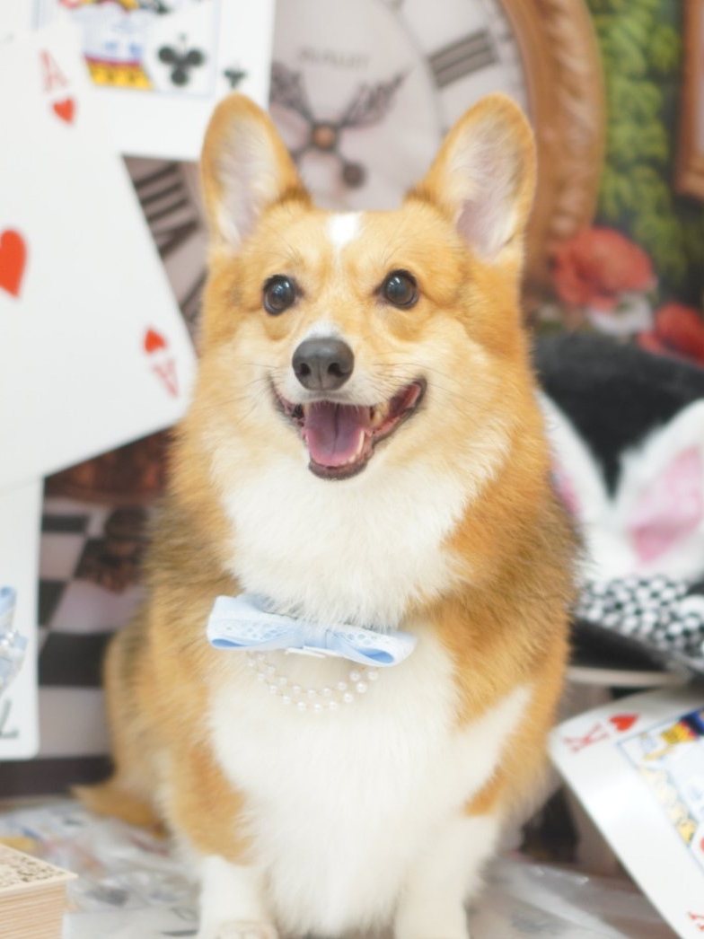 看板犬のポルカ（コーギー）